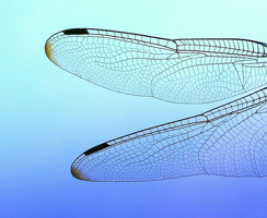 dragonfly wings