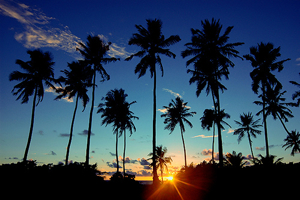 palms