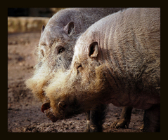 pigs
