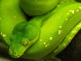 python
