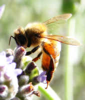 bee