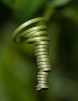 curl