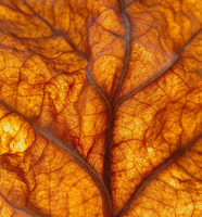 leaf
