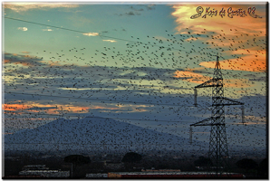 birds