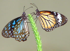 butterflies