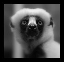 lemur