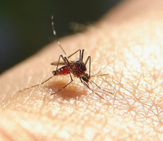mosquito