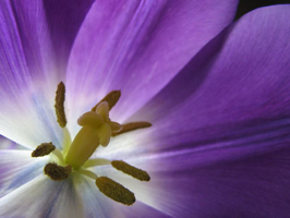 purple