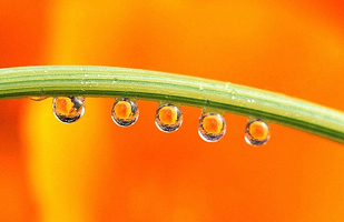 spring