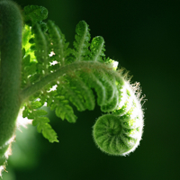 fern