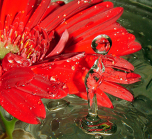 gerbera