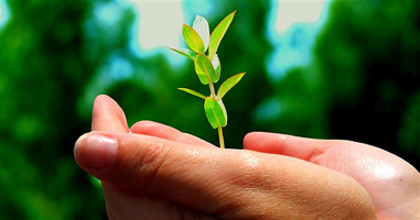 seedling