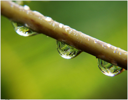 drops