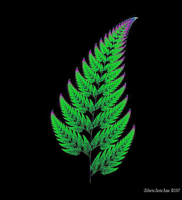 fractal fern