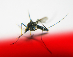 mosquito