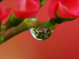 rose
