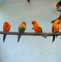parrots