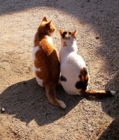 cats