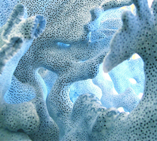 coral