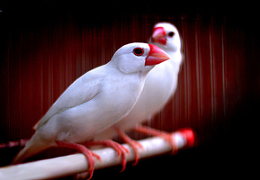 birds