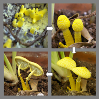 mushroom