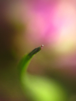 flower curve