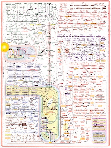 Intermediary Metabolism Chart